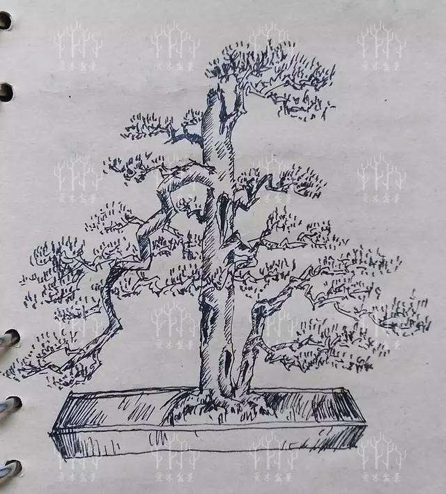 图解 罗汉松盆景的造型设计图