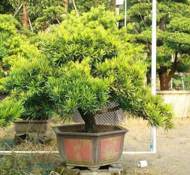 罗汉松盆景怎么压枝摘心的方法