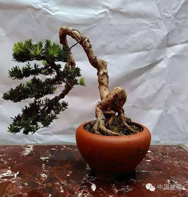 罗汉松盆景怎么养殖管理的4个方法