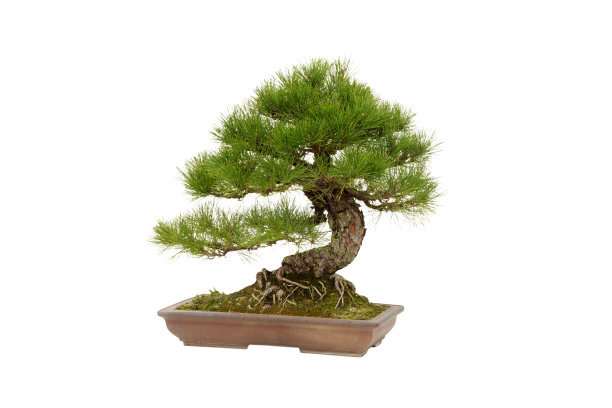 冬天养殖罗汉松盆景怎么浇水的方法