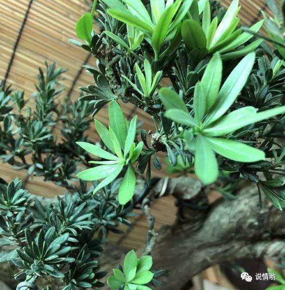 盆栽罗汉松长出新叶比较长
