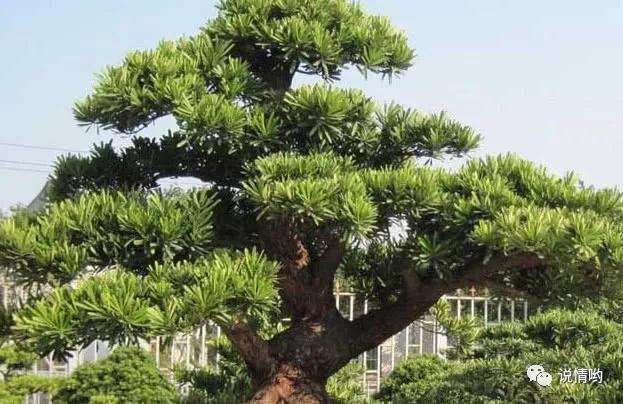 罗汉松盆景怎么浇水喷水的技巧