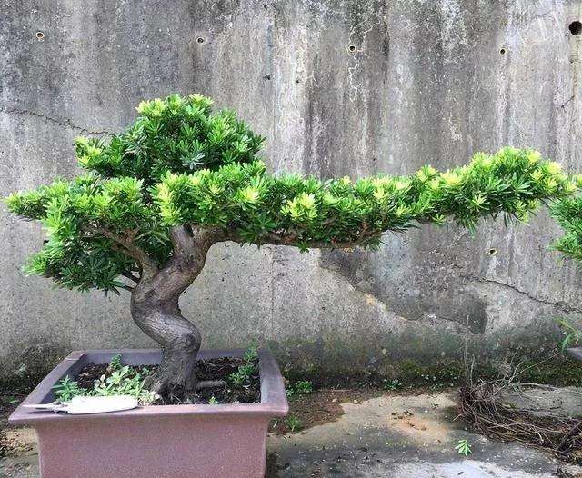 盆栽罗汉松怎么配土栽种最好