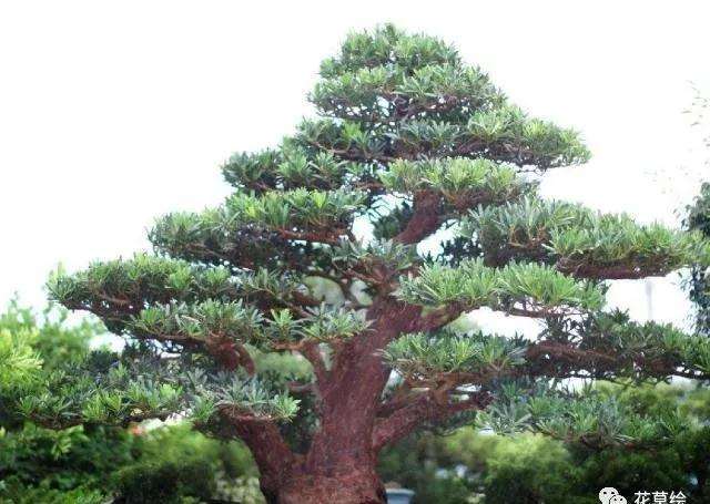 大理罗汉松盆景扦插生长缓慢怎么办