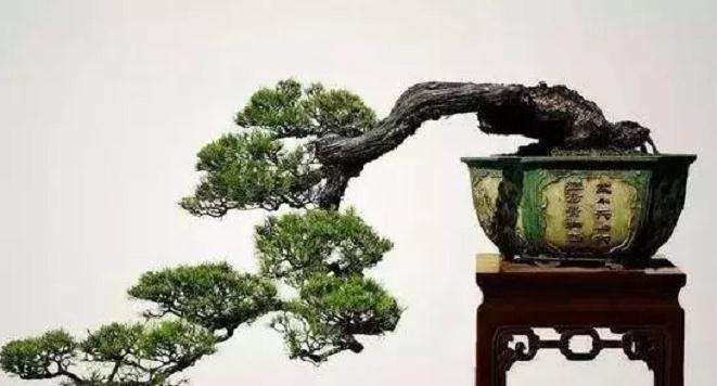 盆景怎样才能制作成奇险的势头