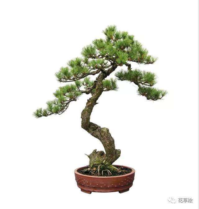 赤松盆景怎么施肥养护的方法