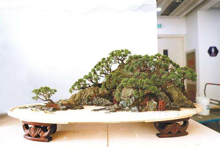 访BCI国际盆景大师韦群杰