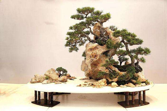 访BCI国际盆景大师韦群杰