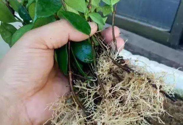 怎么使用生根粉这种盆景的方法