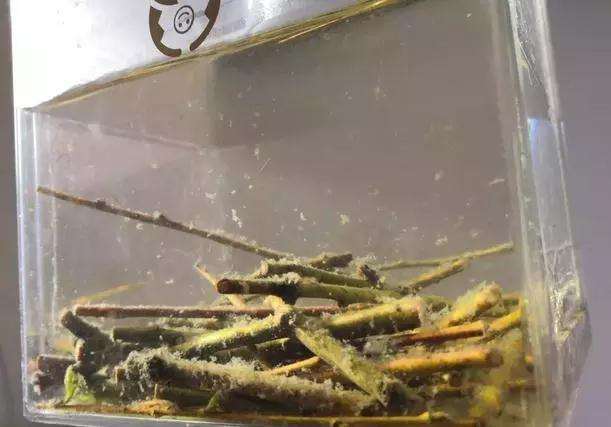 怎么使用生根粉这种盆景的方法