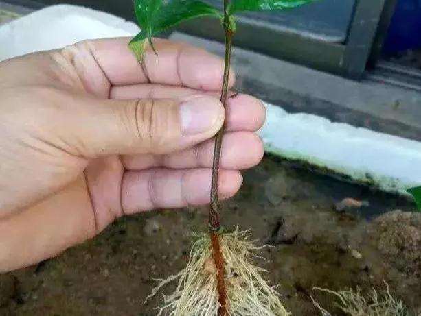 怎么使用生根粉这种盆景的方法