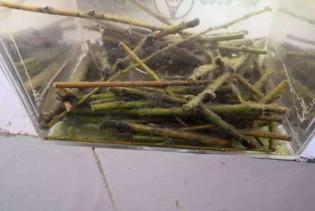 怎么使用生根粉这种盆景的方法