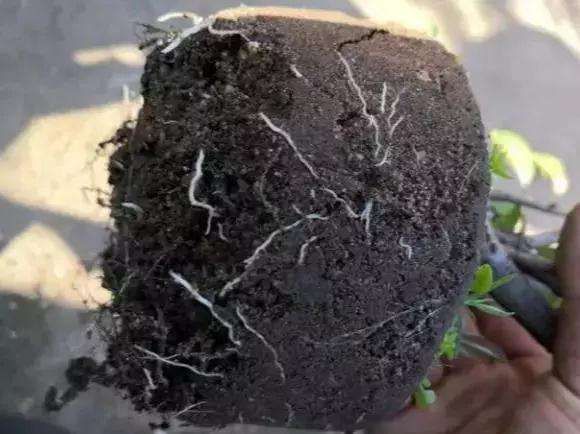 怎么使用生根粉这种盆景的方法