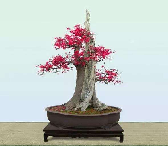 中国兰陵压油沟首届盆景艺术节