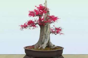 中国兰陵压油沟首届盆景艺术节