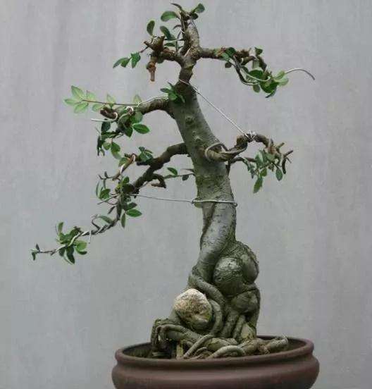 如何修剪使盆景枝条尽快长粗的方法