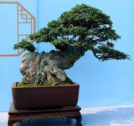 如何修剪使盆景枝条尽快长粗的方法