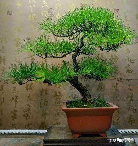 爆皮黑松盆景怎么修剪最好的方法