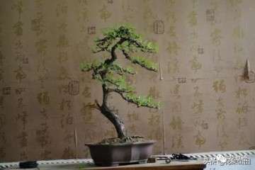 爆皮黑松盆景怎么修剪最好的方法