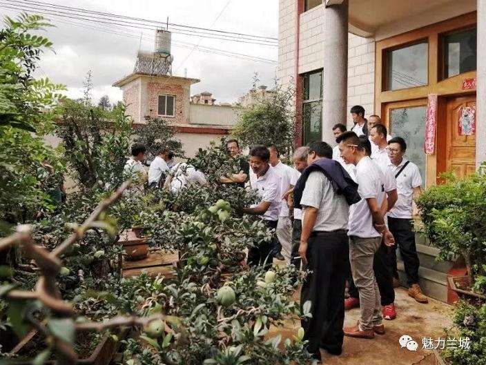 保山市盆景产业规模年收益达100多万元