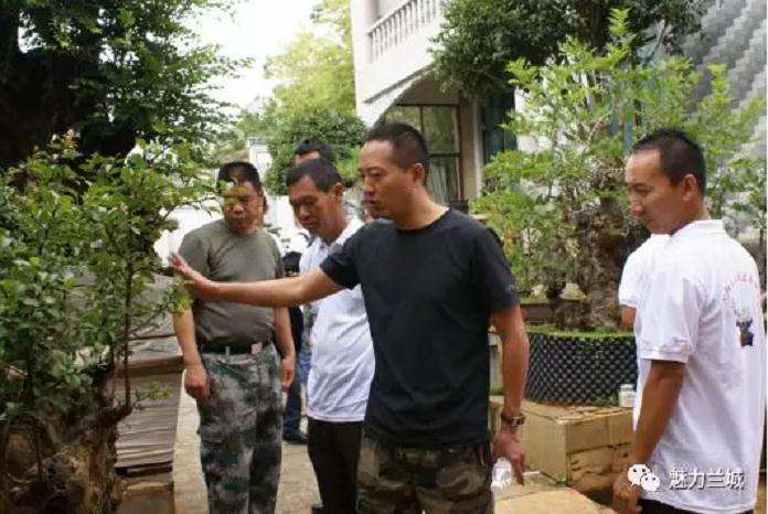 保山市盆景产业规模年收益达100多万元