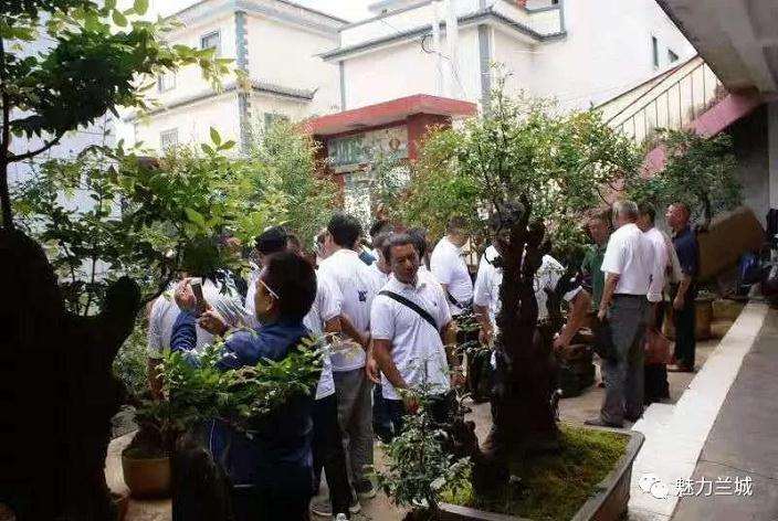 保山市盆景产业规模年收益达100多万元