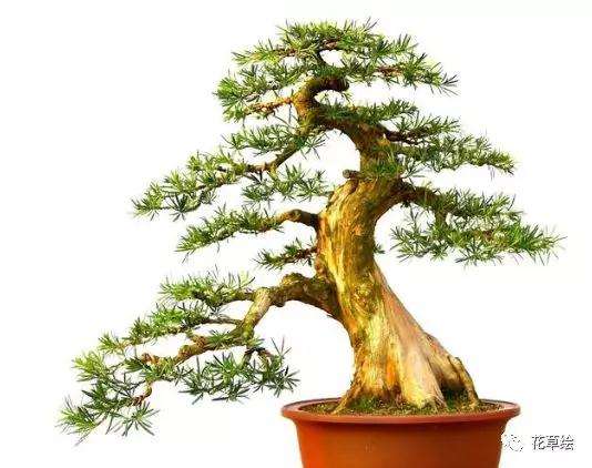 罗汉松盆景树干怎么造型的方法