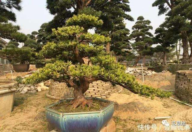 罗汉松盆景怎么土壤施肥的4个方法