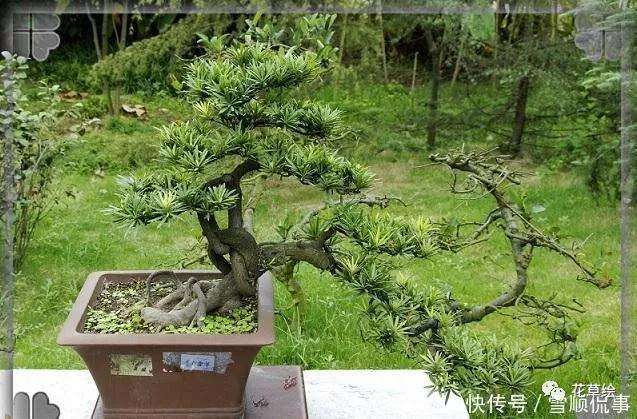 罗汉松盆景怎么土壤施肥的4个方法