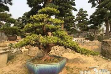 罗汉松盆景怎么土壤施肥的4个方法