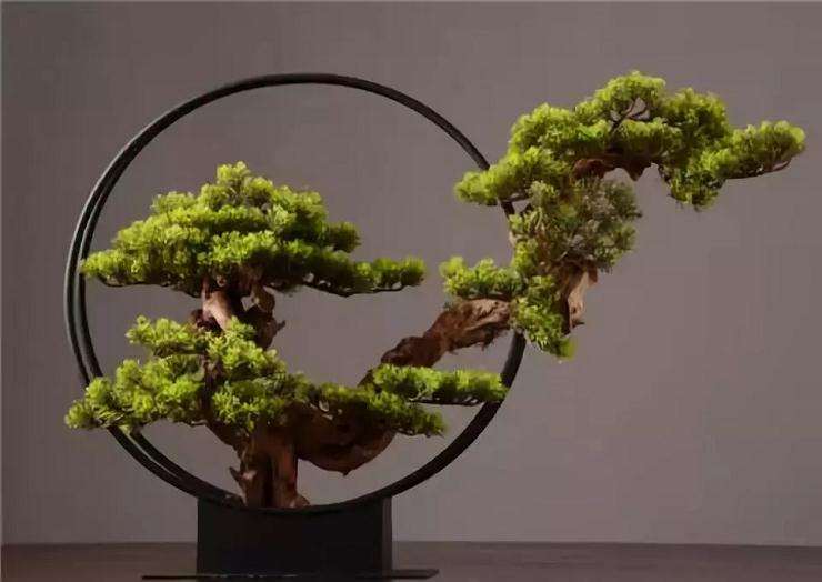 罗汉松盆景怎么修剪繁殖的方法