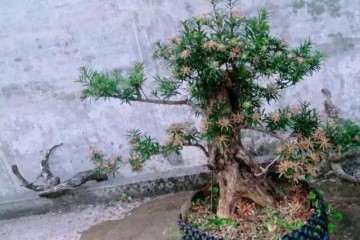 我养罗汉松盆景 你出500都不卖