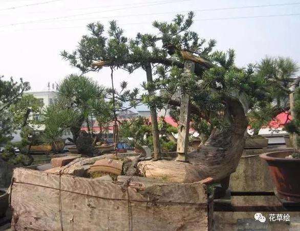 断根罗汉松盆景10年的制作过程