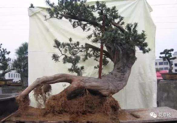 断根罗汉松盆景10年的制作过程