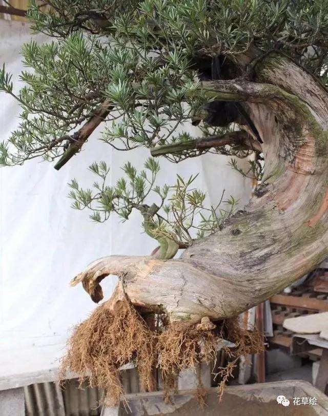 断根罗汉松盆景10年的制作过程