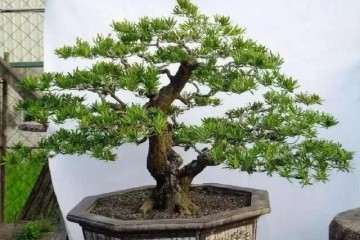 罗汉松盆景在生长期一定要施肥两三次