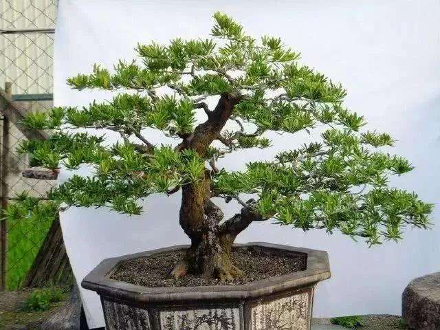 罗汉松盆景在生长期一定要施肥两三次