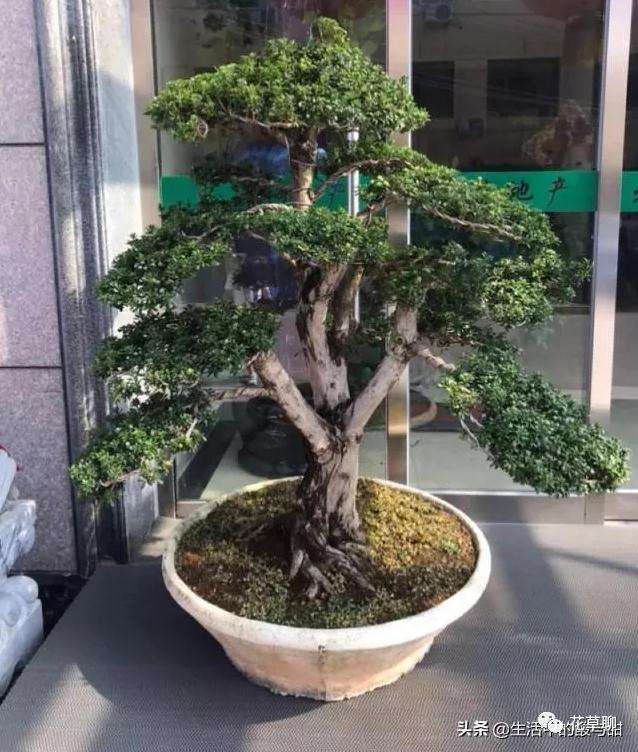 罗汉松盆景扦插在什么季节最好