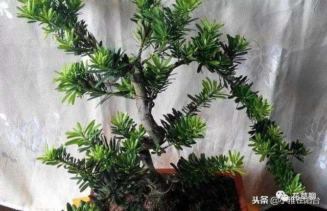 罗汉松盆景怎么过冬的3个小技巧