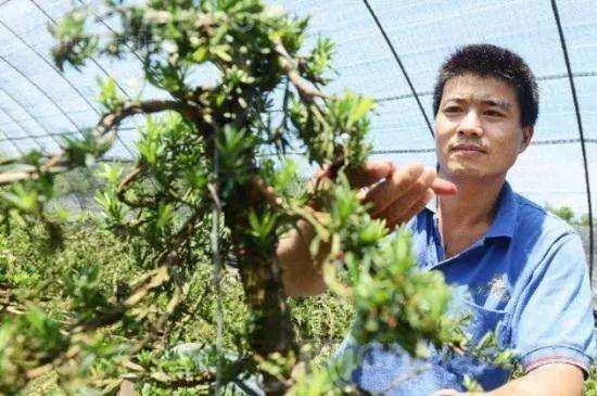 罗汉松盆景怎么摘心的4个方法 图片