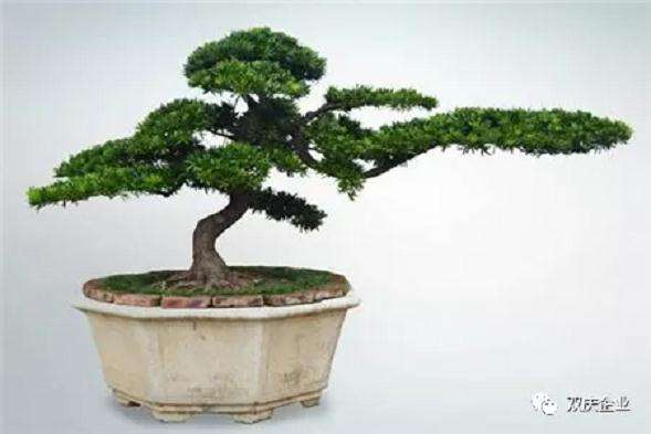 罗汉松盆景种在什么位置对风水最好