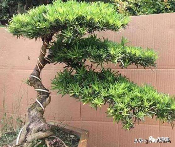 罗汉松盆景种在什么位置对风水最好