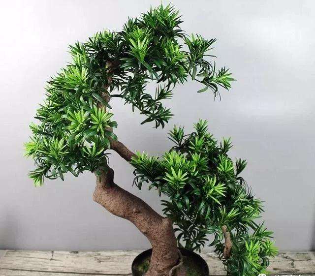 罗汉松盆景土壤怎么选择搭配的方法