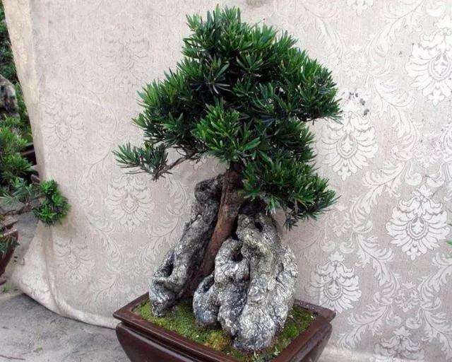 罗汉松盆景土壤怎么选择搭配的方法