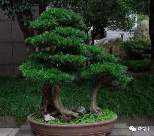 罗汉松盆景怎么养殖方法