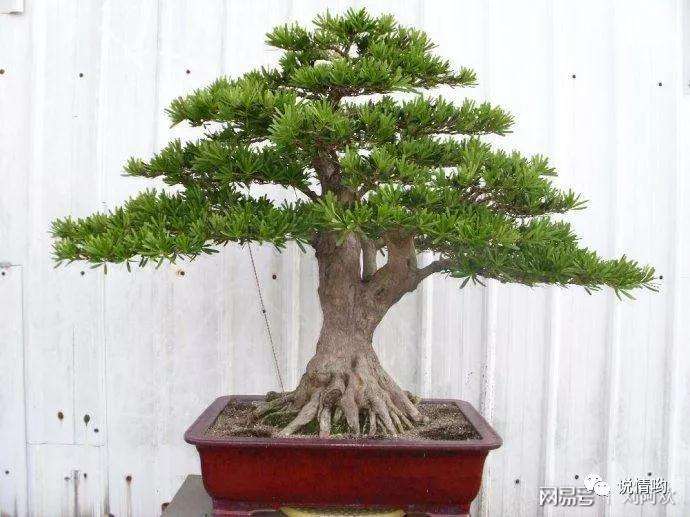 养殖罗汉松盆景用什么土壤最好生长