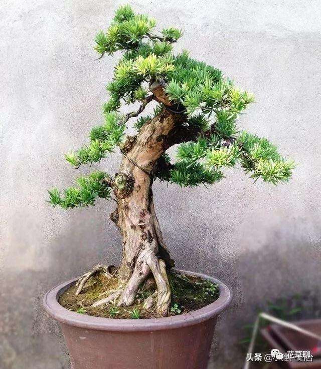 罗汉松盆景叶黑干枝怎么办