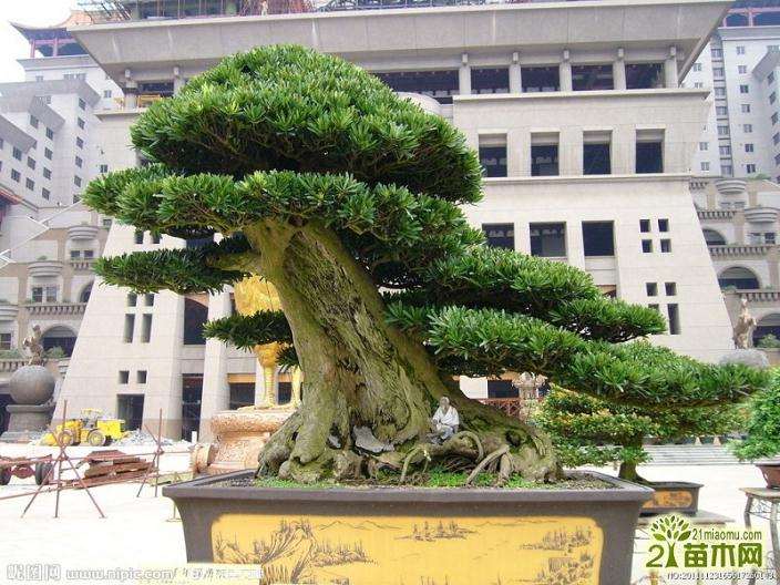 为什么人工培育的罗汉松盆景造型优美