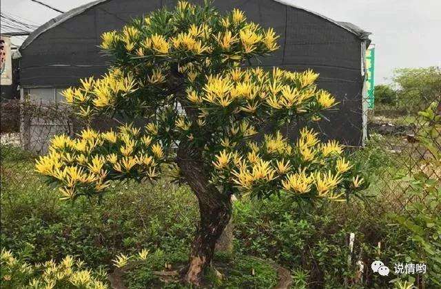 为什么罗汉松盆景黄芽