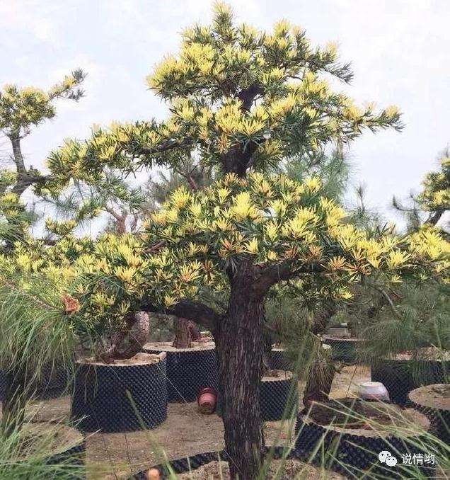 为什么罗汉松盆景黄芽